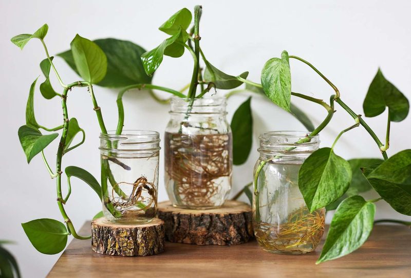 Money Plant in Water