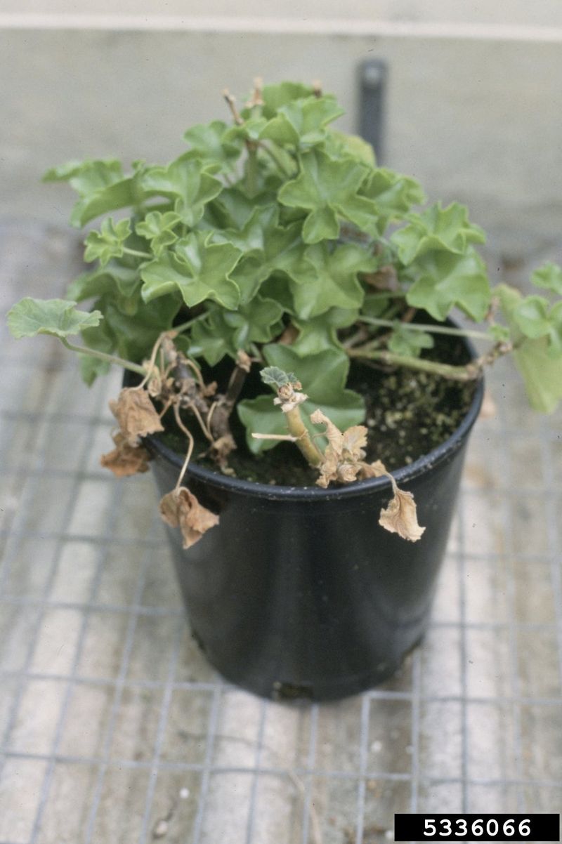 Check whether the flower pause is normal or a warning sign