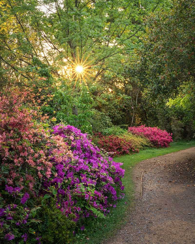 Azaleas