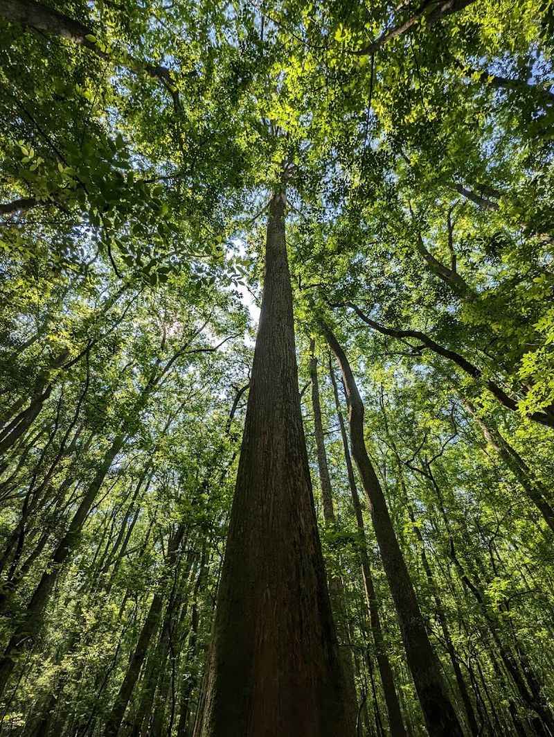 Champion Trees That Hold National Records