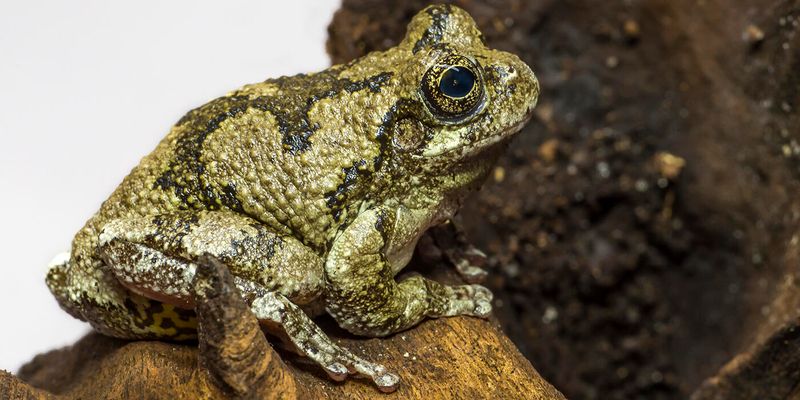 Weather may encourage calling, but the frog is not diagnosing your yard