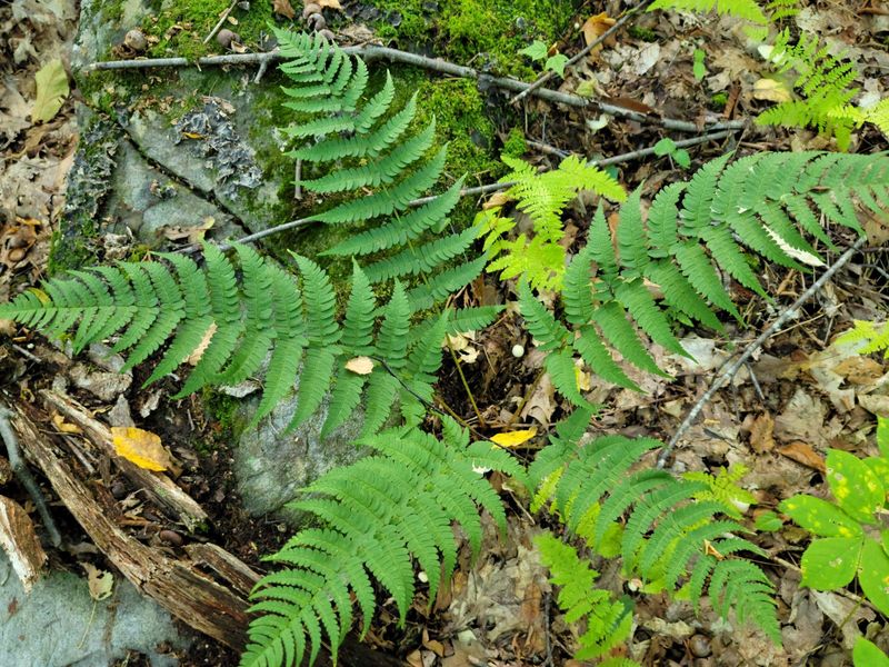 Eastern Wood Fern