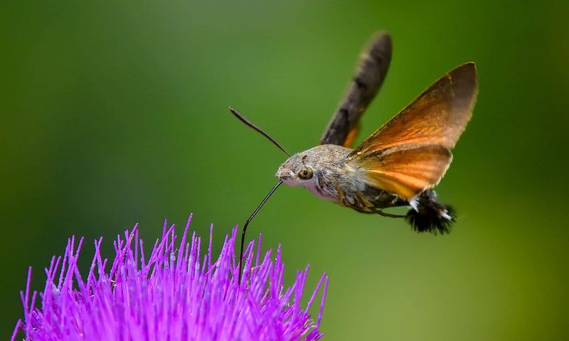 The Moth Reads More Than Color