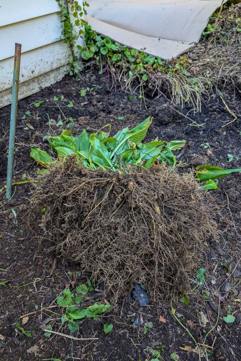 Clear Away Plant Debris