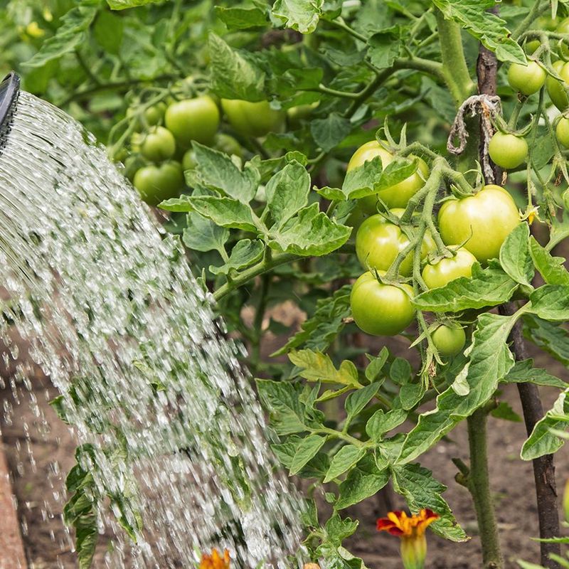 Provide 1-2 Inches of Water Per Week