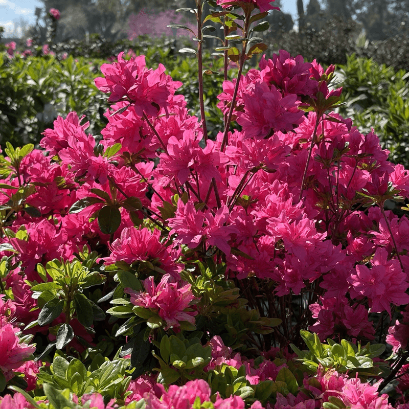 Azalea