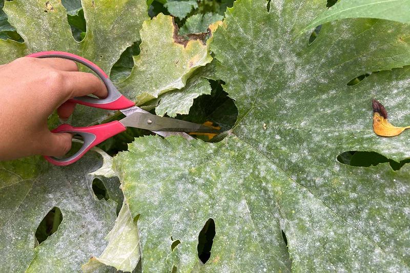 Prune the Excess Leaves