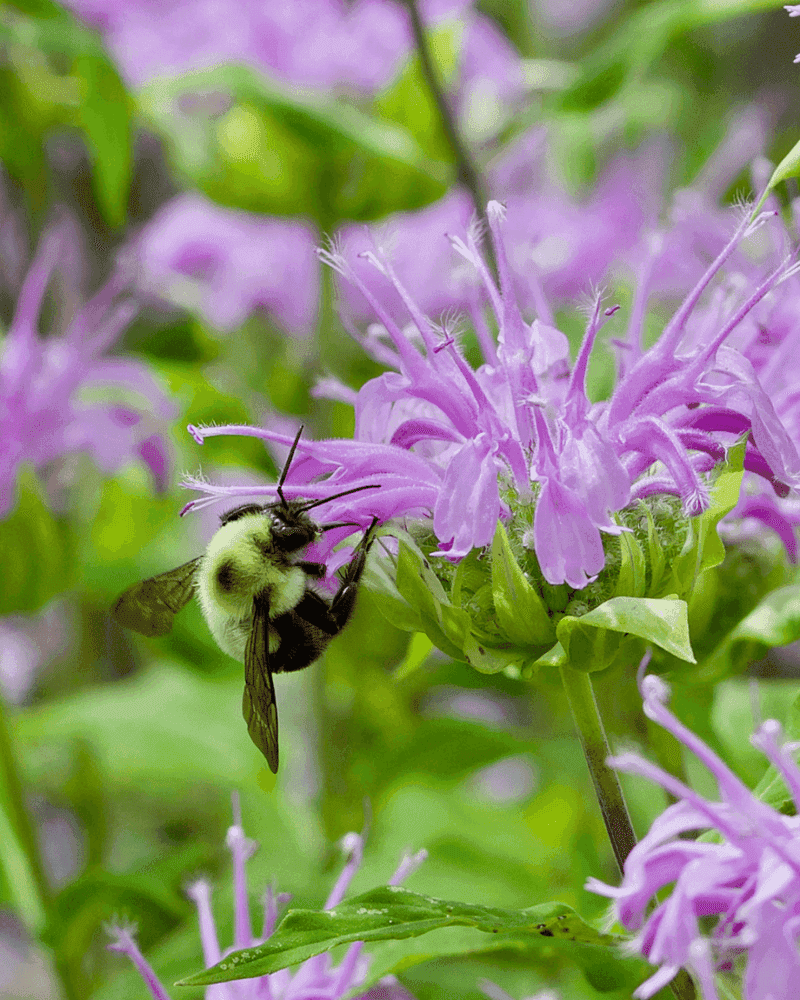 Add Native Plants to Cover the Bloom Gaps