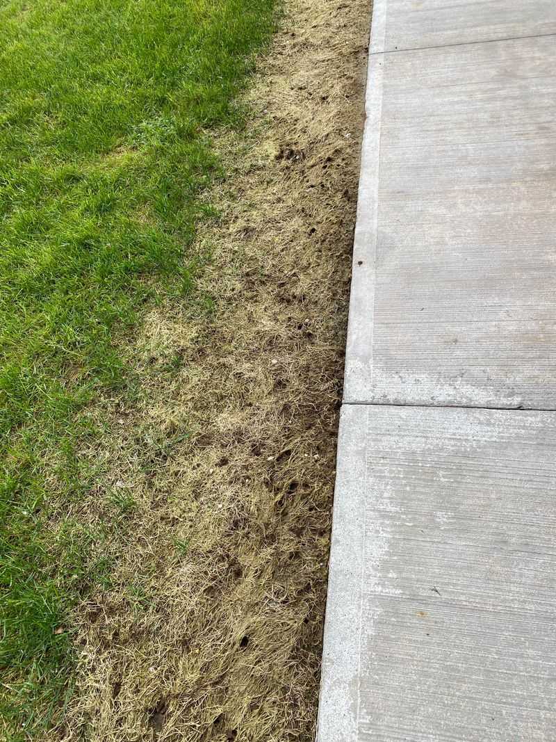 Salt Damage Near Driveways