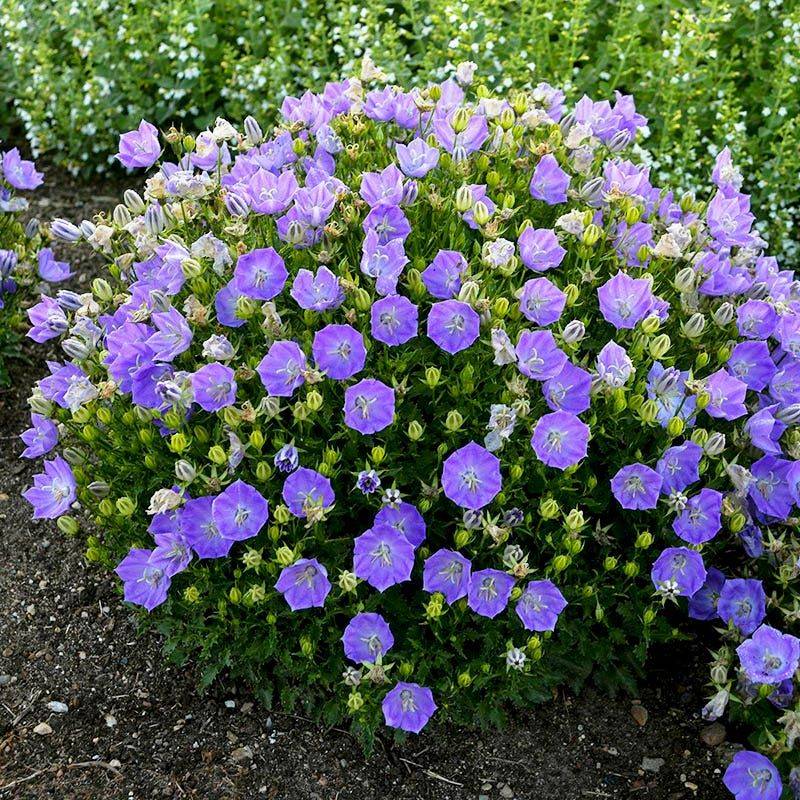 Campanula (Bellflower)