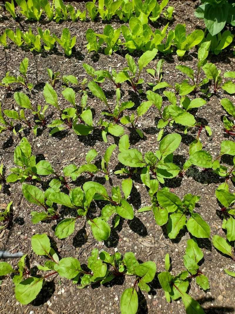 Check spacing before changing the fertilizer