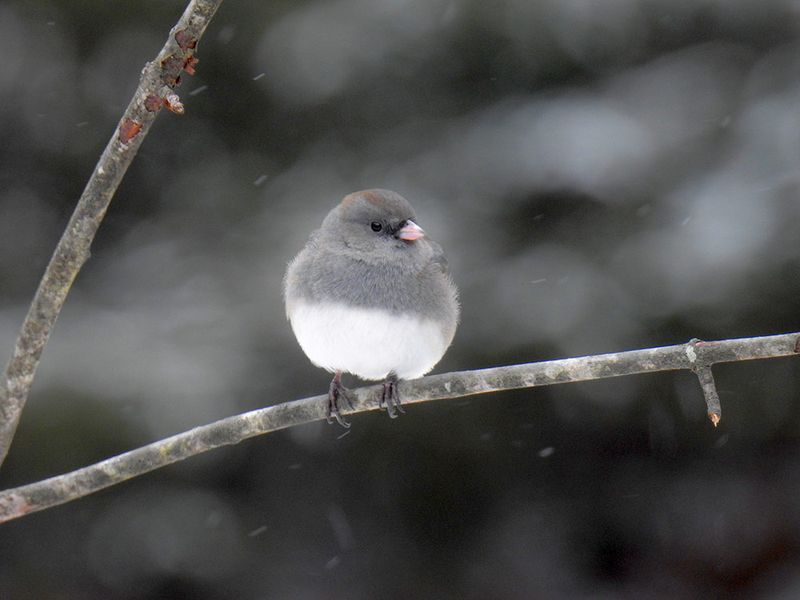 Dark-eyed Junco