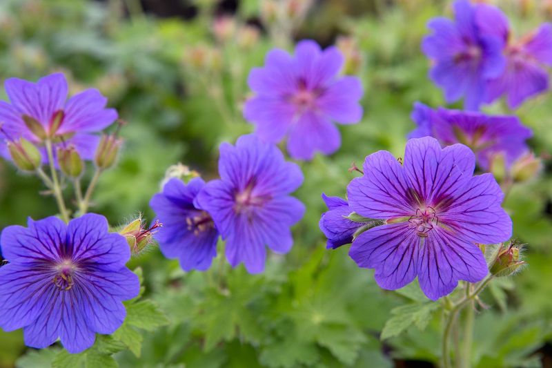 Hardy Geranium (Cranesbill)