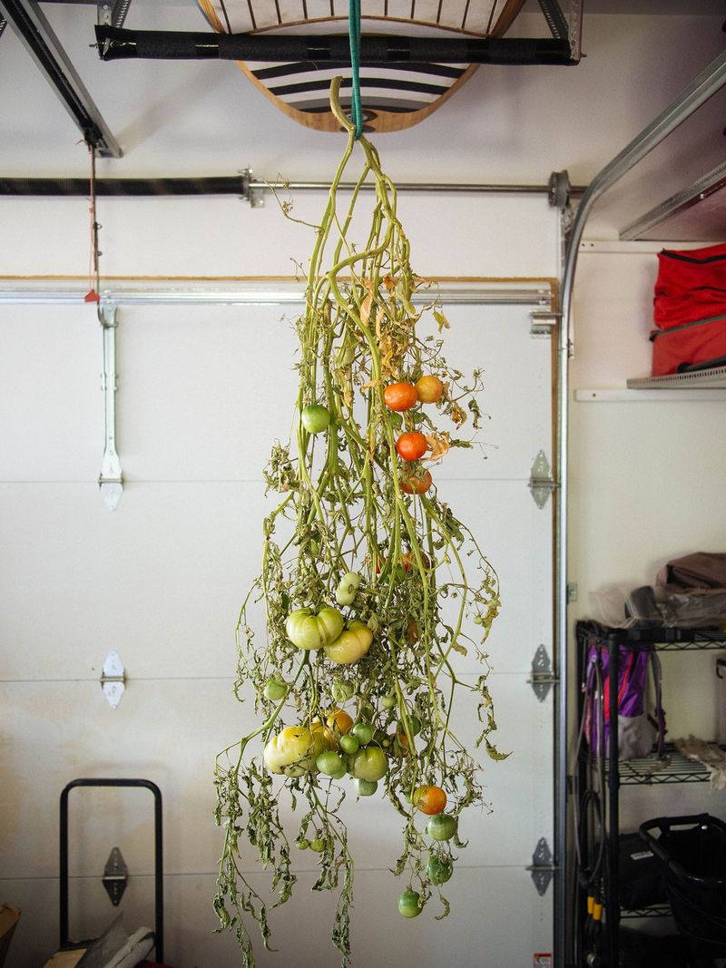 Hang the Whole Plant Upside Down