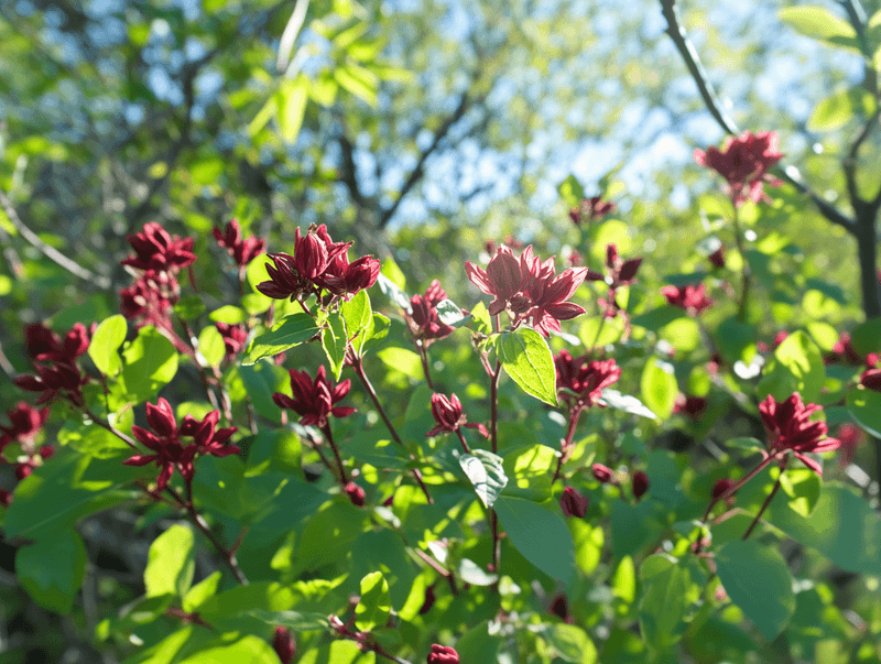 Carolina allspice can create a storybook spring focal point