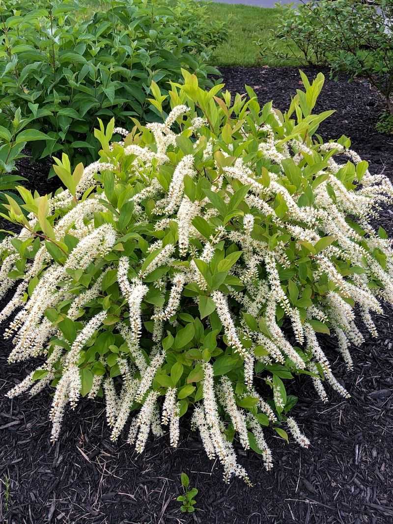 Itea 'Little Henry'