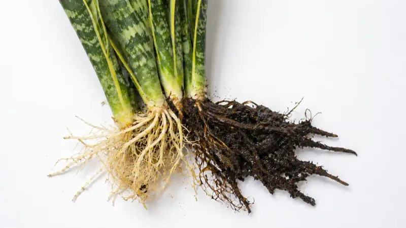 Why a water-storing plant can still suffer in wet soil