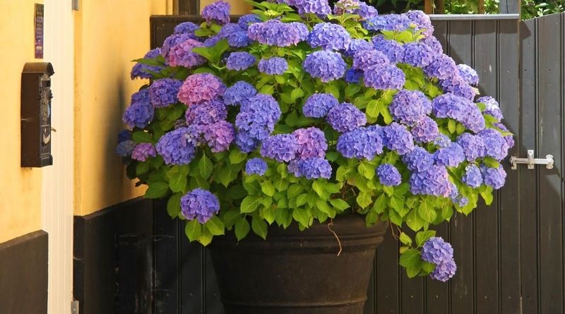 Potted Hydrangeas Need More Attention