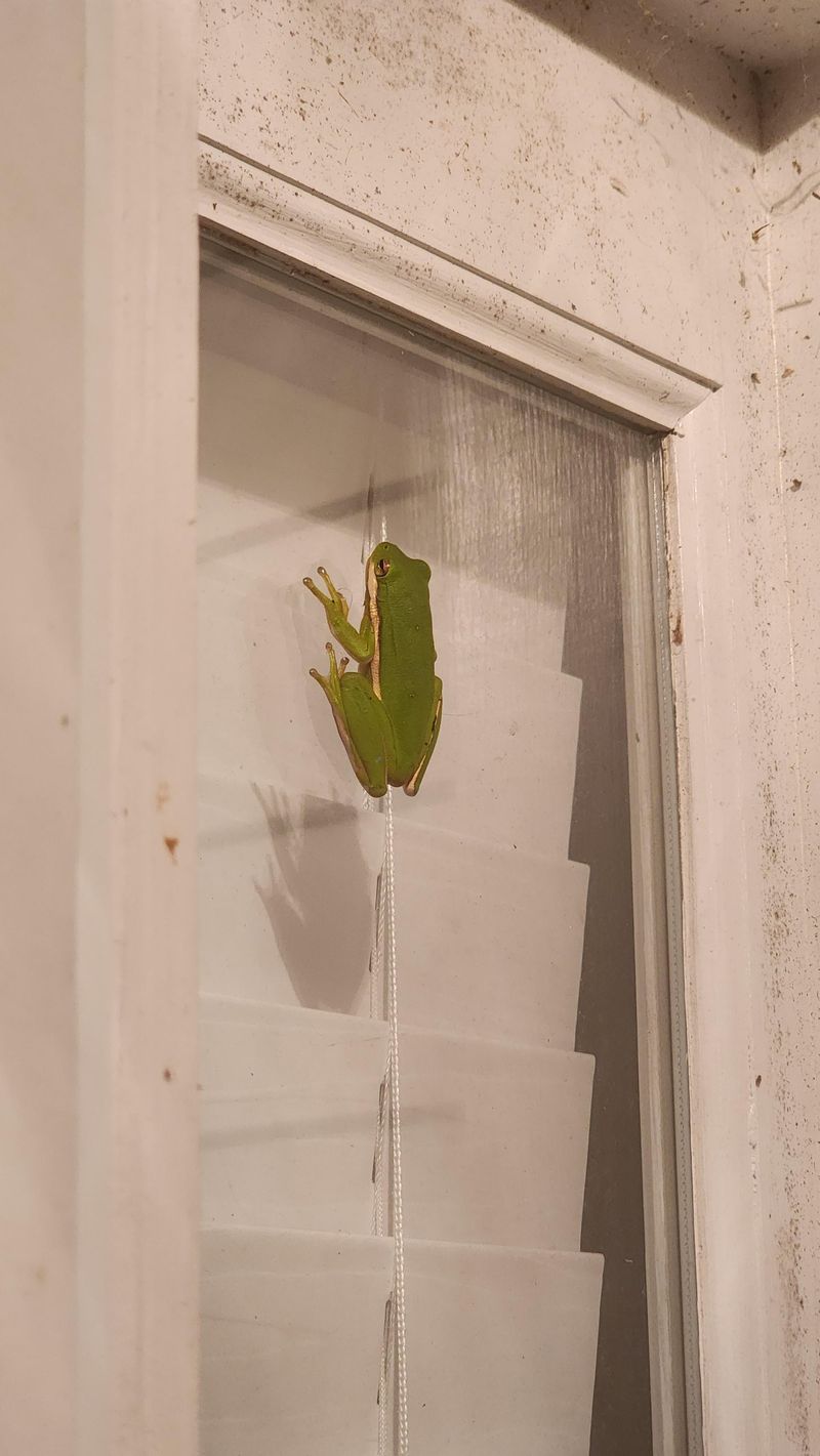 Rain can change frog activity without making frogs weather forecasters