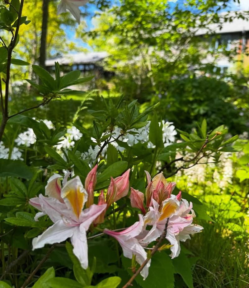 Western Azalea Turns Part-Shade Borders Into A Spring Show