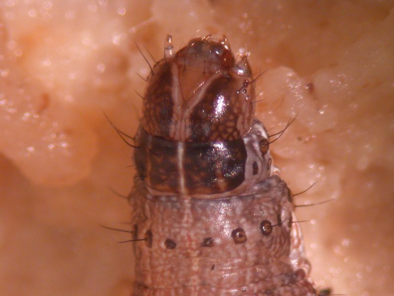 Distinctive Y Mark on the Head