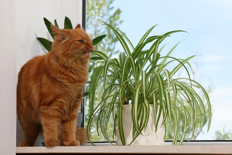Spider Plant