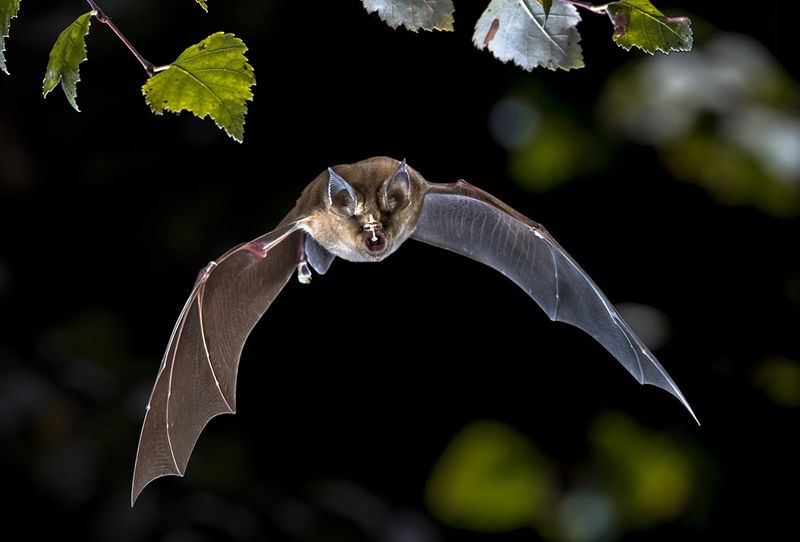 Bats