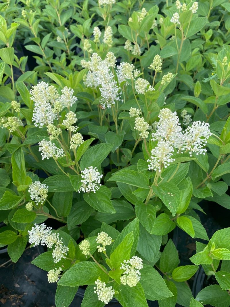 New Jersey Tea (Ceanothus americanus)