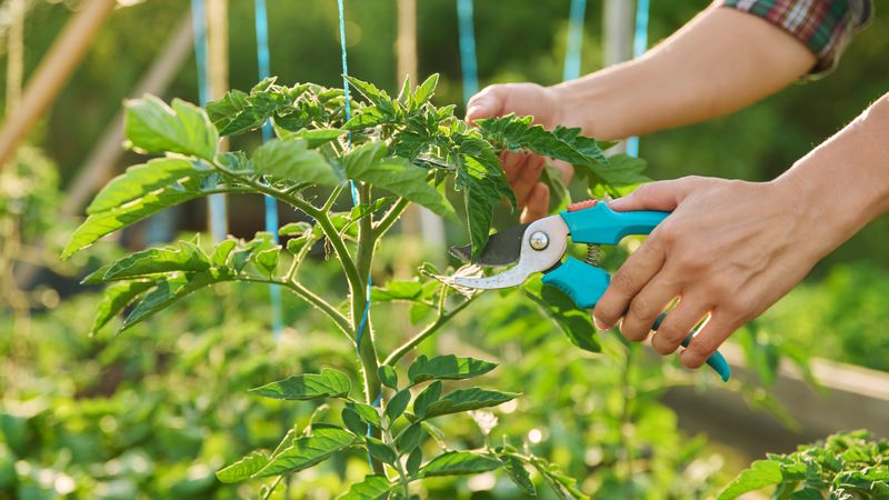 Pruning During the Hottest Part of the Day