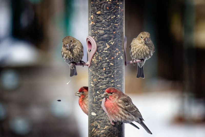 Feed responsibly and respond cautiously to sick birds