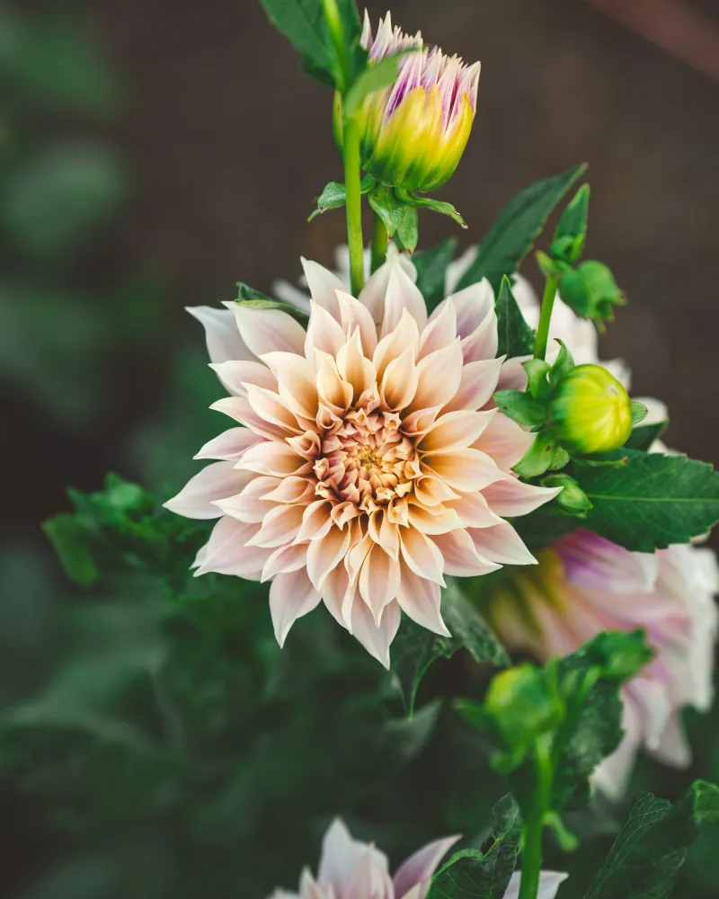 Dahlias