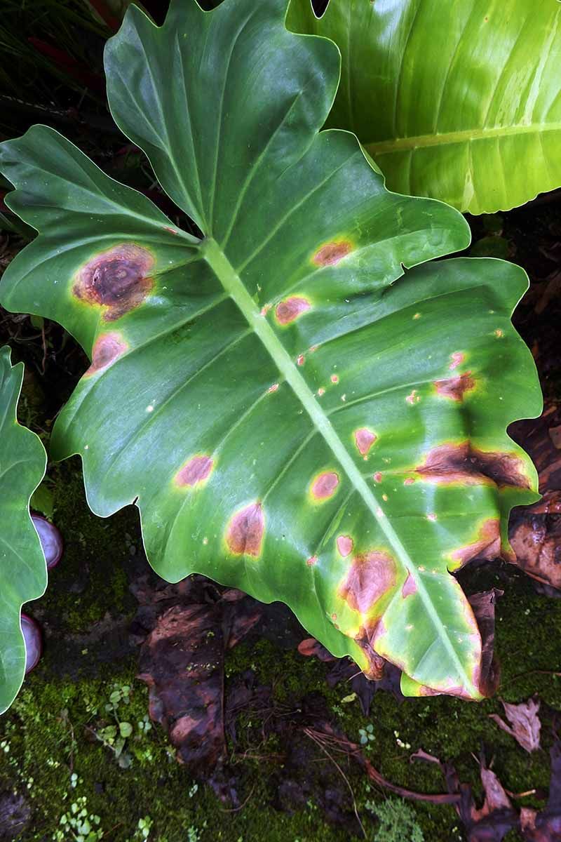 Recognize disease, cold, light, and pest clues