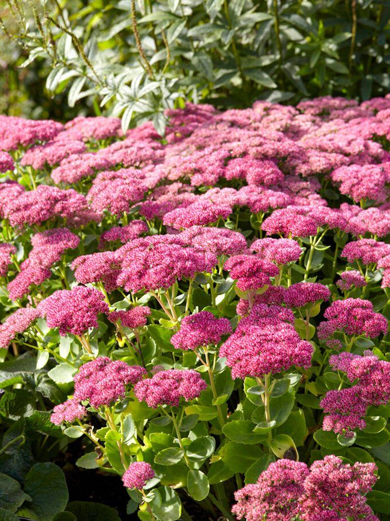 Sedum (Stonecrop)