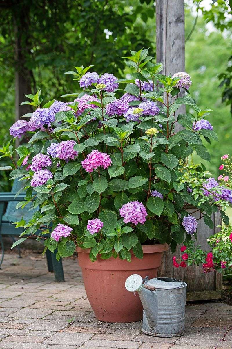 Hydrangeas