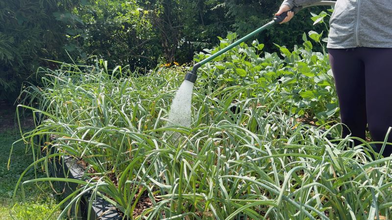 Keep spring growth steady with water and weed control