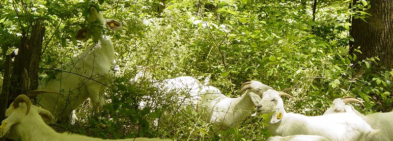 Targeted grazing requires a prescription
