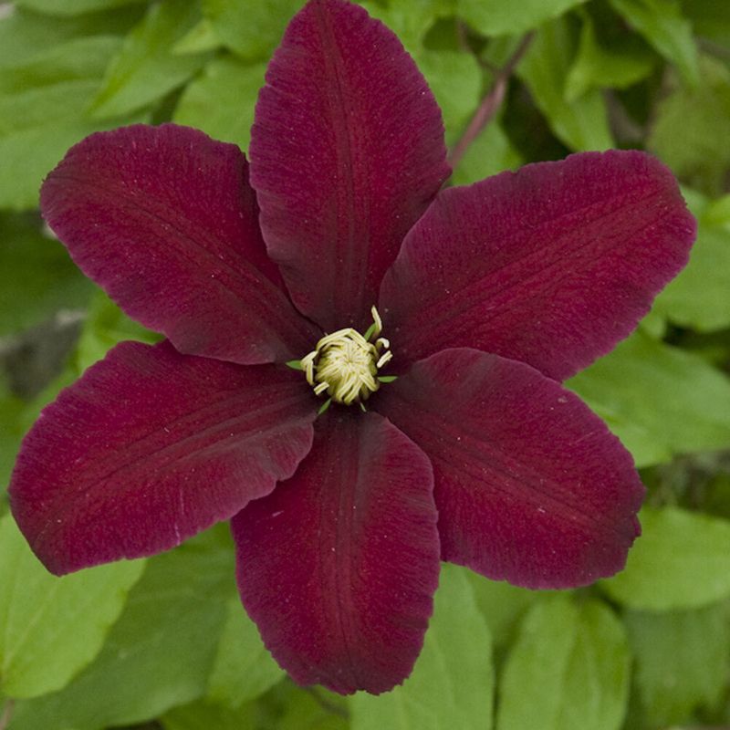 Clematis 'Niobe'