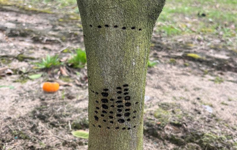 Sapsucker wells do not automatically mean a sick tree
