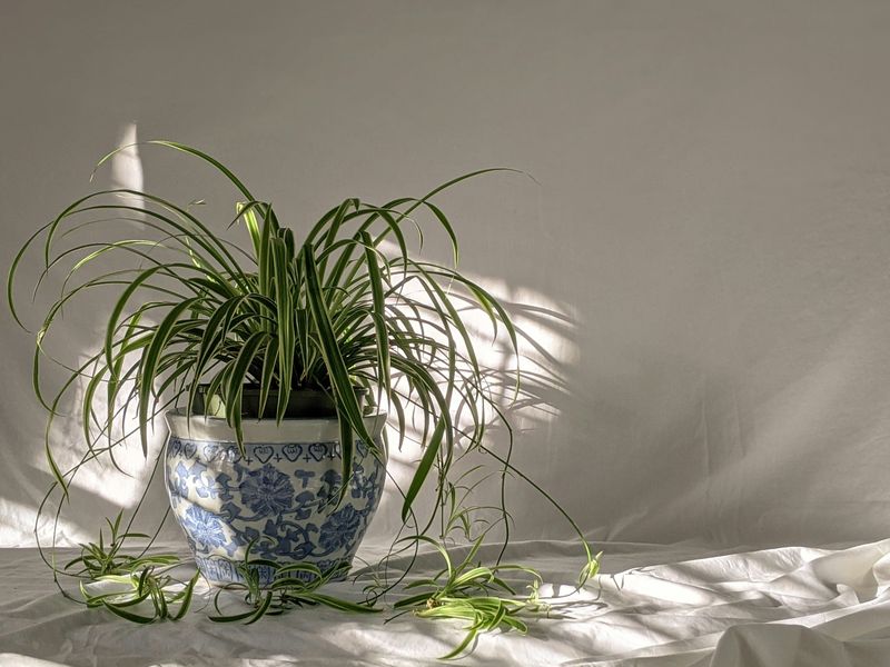 Use a measured reset instead of forcing reproduction