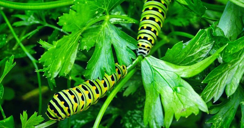 Extra parsley makes sharing the crop easier
