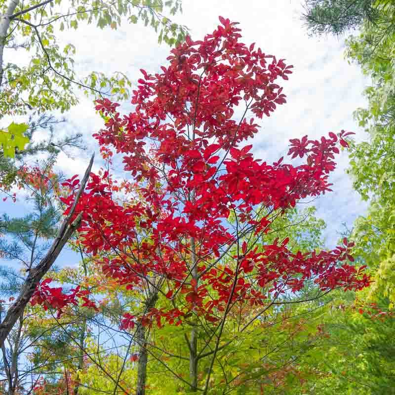 Build the spring-to-fall support around sourwood