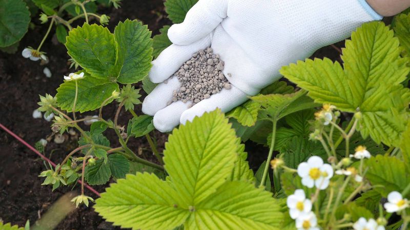 Go Easy on Nitrogen