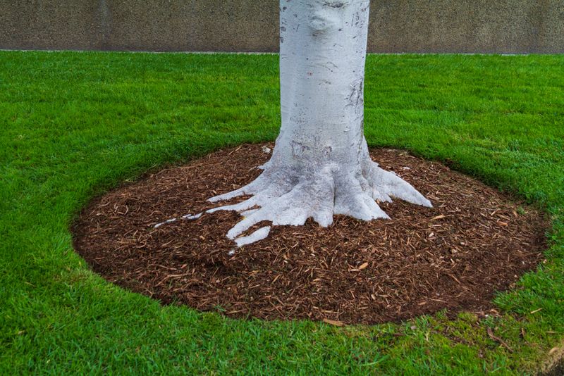 Leave roots mulched and the trunk clear