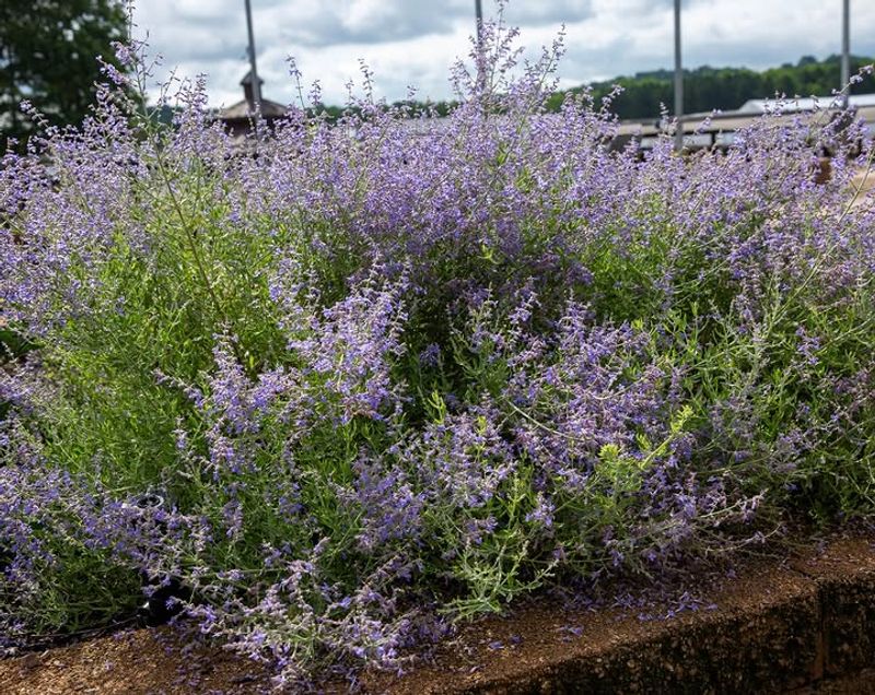 Russian Sage