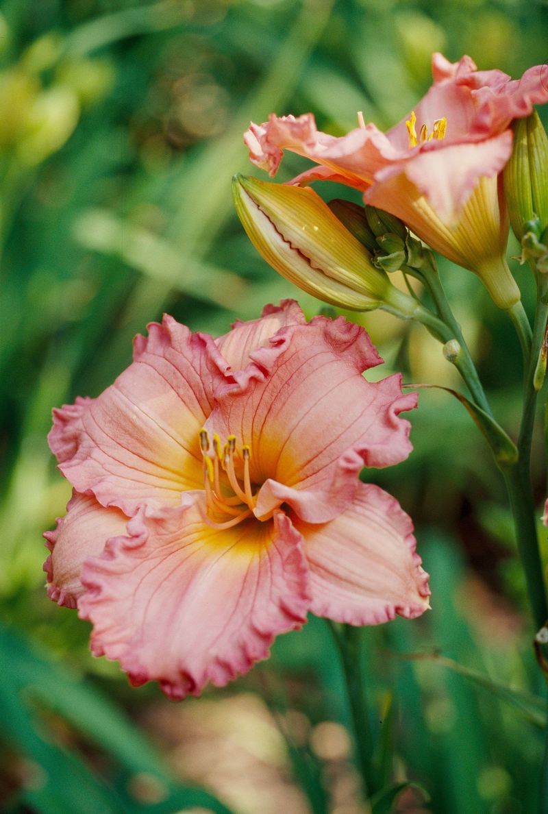 Daylilies