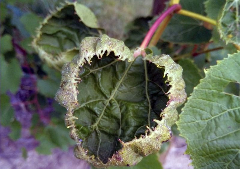 Herbicide Damage