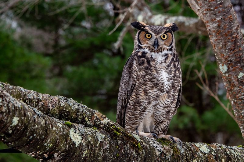 Owls