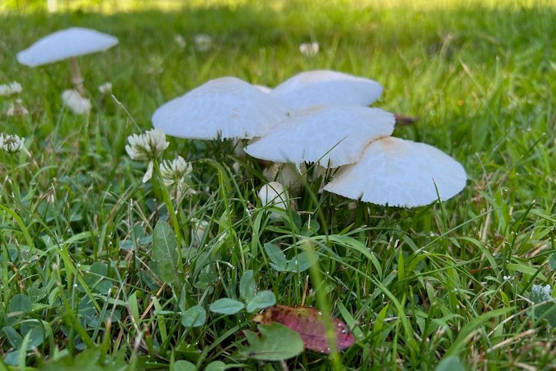 Most lawn mushrooms need no treatment