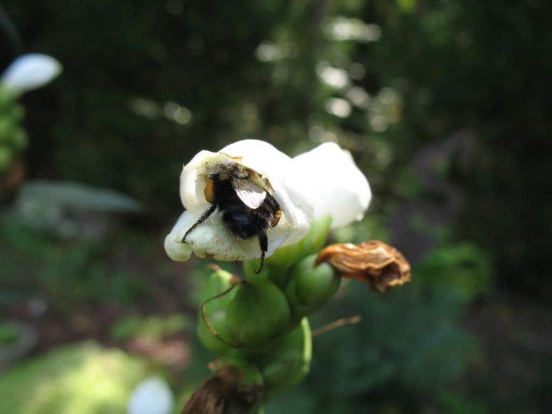 The flowers attract bees, including bumblebees