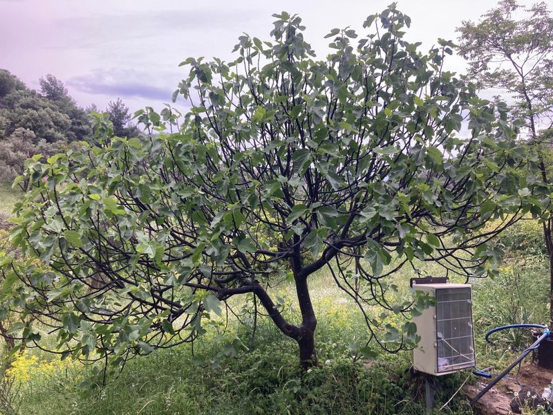 Never Pruning at All